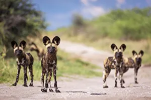 African Wild Dog, Nxai Pan National Park, Botswana African Wild Dog, Nxai Pan National Park, Botswana