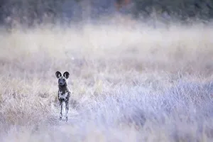 African Wild Dog, Okavango Delta, Botswana African Wild Dog, Okavango Delta, Botswana