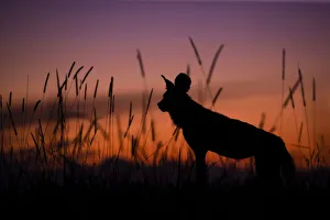 African Wild Dog silhouette, Khwai River, Okavango Delta, Botswana African Wild Dog silhouette, Khwai River, Okavango Delta, Botswana