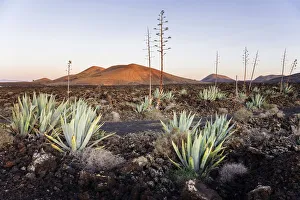 Agaves (Agave) in the lava field near Mancha Blanca, Lanzarote, Canary Islands Agaves (Agave) in the lava field near Mancha Blanca, Lanzarote, Canary Islands