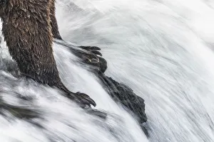 Alaskan brown bear in Katmai National Park and preserve, Alaska, USA Alaskan brown bear in Katmai National Park and preserve, Alaska, USA