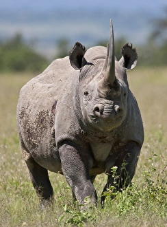 An alert black rhino. Mweiga, Solio, Kenya An alert black rhino. Mweiga, Solio, Kenya