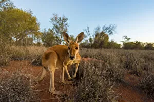 Images Dated 27th January 2017: Alice Springs, Northern Territories, Australia. Red kangaroo at dusk