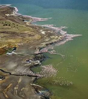 Kenya Lake System in the Great Rift Valley Gallery: The alkaline waters of Lake Bogoria are a favourite