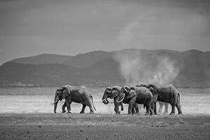 Images Dated 27th July 2013: Amboseli Park, Kenya, Africa A family of elephants in Amboseli Kenya