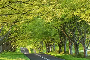 Ancient beech tree avenue at Kingston Lacy, Badbury Rings, Dorset, England. Spring Ancient beech tree avenue at Kingston Lacy, Badbury Rings, Dorset, England. Spring