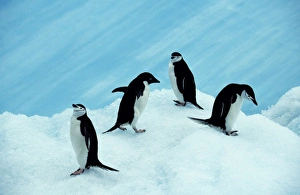 Antarctica, South Orkney Islands, Laurie Island Antarctica, South Orkney Islands, Laurie Island
