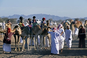 Arab camel handlers lead camels and jockeys into line Arab camel handlers lead camels and jockeys into line