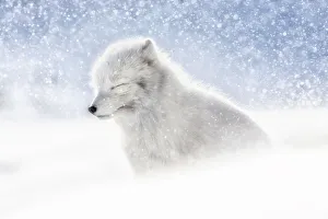 Arctic fox (Alopex lagopus) in heavy snowfall, in the abandoned Russian settlement Arctic fox (Alopex lagopus) in heavy snowfall, in the abandoned Russian settlement