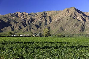 Images Dated 10th October 2014: Argentina, Salta, Cafayate, Torrontes Grape Wineries
