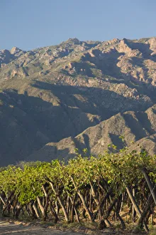 Argentina, Salta Province, Valles Calchaquies, Cafayate, vineyard view, morning Argentina, Salta Province, Valles Calchaquies, Cafayate, vineyard view, morning