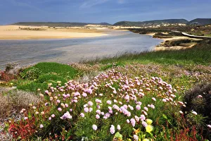 Armeria pungens blossom. Bordeira, Algarve Armeria pungens blossom. Bordeira, Algarve