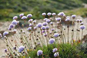 Armeria pungens blossom. Cape Sardao, Sudoeste Alentejano and Costa Vicentina Nature Park Armeria pungens blossom. Cape Sardao, Sudoeste Alentejano and Costa Vicentina Nature Park