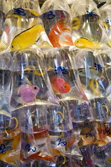 Asia, China, Hong Kong, Mongkok, Fish for sale in Tung Choi Street market Asia, China, Hong Kong, Mongkok, Fish for sale in Tung Choi Street market