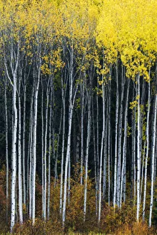 : Forests Collection