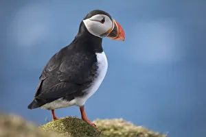 An Atlantic Puffin in Mykines, Faroe Islands An Atlantic Puffin in Mykines, Faroe Islands