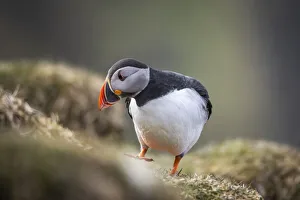An Atlantic Puffin walking on the grass in the island of Mykines. Faroe Islands An Atlantic Puffin walking on the grass in the island of Mykines. Faroe Islands