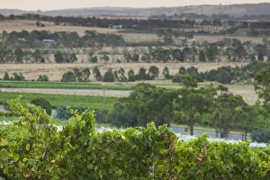 Australia, Victoria, VIC, Yarra Valley, vineyard Australia, Victoria, VIC, Yarra Valley, vineyard
