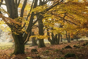 Autumn Landscape Gallery: Autumnal beech trees at Unesco Biosphere reserve Rhoen, Rhoen, Bavaria, Germany