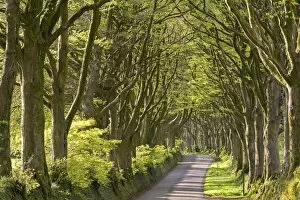Images Dated 29th April 2015: Avenue of mature deciduous trees near Bridestowe, Dartmoor National Park, Devon, England