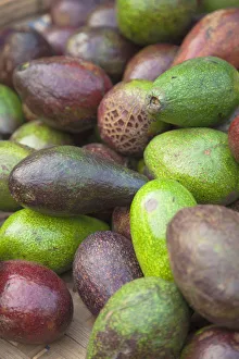Avocados at market, Hoi An, Quang Nam, Vietnam Avocados at market, Hoi An, Quang Nam, Vietnam