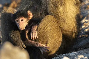 Baby Chacma Baboon, Chobe River, Chobe National Park, Botswana Baby Chacma Baboon, Chobe River, Chobe National Park, Botswana