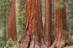 Bachelor and Three Graces Sequoia tress in Mariposa Grove, Yosemite National Park, USA Bachelor and Three Graces Sequoia tress in Mariposa Grove, Yosemite National Park, USA