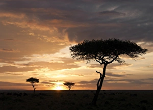 Balanites trees silhouetted against a setting sun in Balanites trees silhouetted against a setting sun in