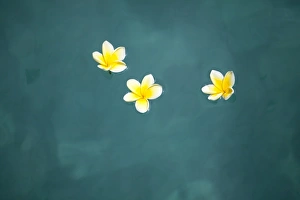 Images Dated 6th March 2011: Bali, Ubud. Franjipani flowers float on a swimming pool