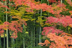 Bamboo & Maple Trees in Autumn, Nara, Kansai, Japan Bamboo & Maple Trees in Autumn, Nara, Kansai, Japan