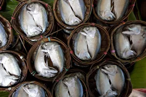 Bangkok, Thailand. Fish for sale in a market in Bangkok Bangkok, Thailand. Fish for sale in a market in Bangkok