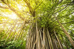 Banyan Tree on an island in the South Male Atoll, Maldives Banyan Tree on an island in the South Male Atoll, Maldives