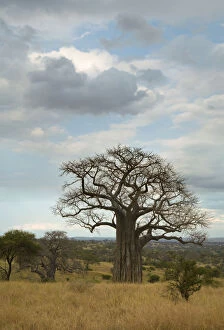 Images Dated 9th October 2008: Baobab (Adansonia digitata), Tarangire National Park, Tanzania