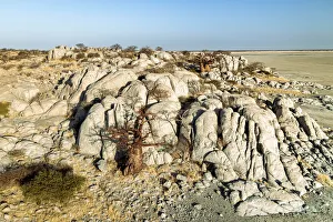 Baobab Tree, Makgadikgadi Salt Pans, Botswana Baobab Tree, Makgadikgadi Salt Pans, Botswana