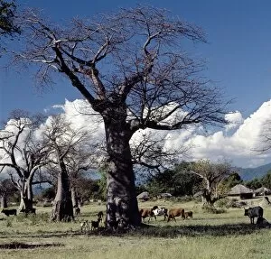 Images Dated 9th February 2009: Baobab trees and homesteads near Mangochi