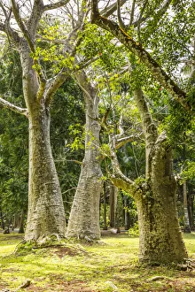 Baobab trees, Sir Seewoosagur Ramgoolam Botanical Garden, Pamplemousses, Mauritius Baobab trees, Sir Seewoosagur Ramgoolam Botanical Garden, Pamplemousses, Mauritius