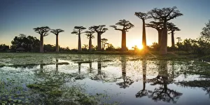 Baobab Trees at Sunset (UNESCO World Heritage site), Madagascar Baobab Trees at Sunset (UNESCO World Heritage site), Madagascar