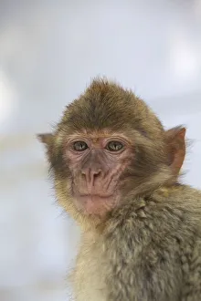 Barbary Macaque, Gibraltar, Cadiz Province Barbary Macaque, Gibraltar, Cadiz Province