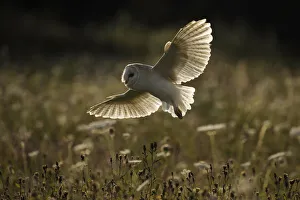 Barn Owl (Tyto alba), (C), Hampshire, England, UK Barn Owl (Tyto alba), (C), Hampshire, England, UK