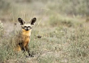 Bat Eared Fox, Deception Valley, Central Kalahari Game Reserve, Kalahari Desert, Botswana Bat Eared Fox, Deception Valley, Central Kalahari Game Reserve, Kalahari Desert, Botswana