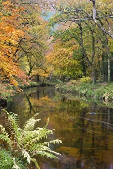 Beautiful Autumnal colours line the banks of the River Teign at Fingle Bridge, Dartmoor Beautiful Autumnal colours line the banks of the River Teign at Fingle Bridge, Dartmoor