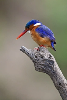 A beautiful Malachite kingfisher perched overlooking the Rufiji River in Selous Game A beautiful Malachite kingfisher perched overlooking the Rufiji River in Selous Game