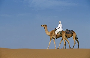 A Bedu rides his camel along the crest of a sand dune in the desert A Bedu rides his camel along the crest of a sand dune in the desert