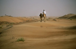 A Bedu rides his camel amongst the sand dunes in the desert A Bedu rides his camel amongst the sand dunes in the desert