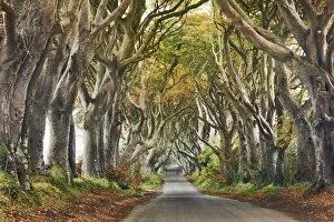 Beech alley - United Kingdom, Northern Ireland, Antrim, Armoy, The Dark Hedges Beech alley - United Kingdom, Northern Ireland, Antrim, Armoy, The Dark Hedges