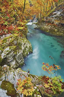 Beech forest in autumn colours at mountain brook - Slovenia, Gorenjska, Bled Beech forest in autumn colours at mountain brook - Slovenia, Gorenjska, Bled