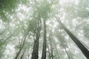 Beech forest in fog - Croatia, Lika-Senj, Plitvice Lakes - Plitvice Lakes National Park Beech forest in fog - Croatia, Lika-Senj, Plitvice Lakes - Plitvice Lakes National Park