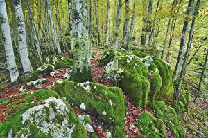 Beech forest on moss covered rocks - Slovenia, Primorska, Soca, Lepena Beech forest on moss covered rocks - Slovenia, Primorska, Soca, Lepena