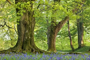 Beech and Oak trees above a carpet of bluebells in a woodland, Blackbury Camp, Devon, England Beech and Oak trees above a carpet of bluebells in a woodland, Blackbury Camp, Devon, England