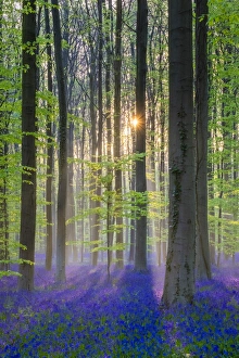 Vlaams Brabant Gallery: Belgium, Vlaanderen (Flanders), Halle. Bluebell flowers (Hyacinthoides non-scripta)